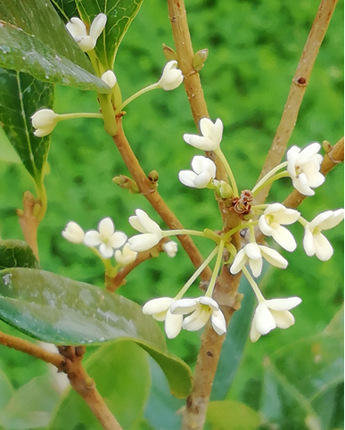 Olea fragrans